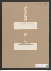 Navicula lata var. minor Grun. (de-Toni-Nr.: Genus 1, Species 32) Zeichnungen Sammlung Grunow Nr. 91 (NHMW-BOT-W0366294)